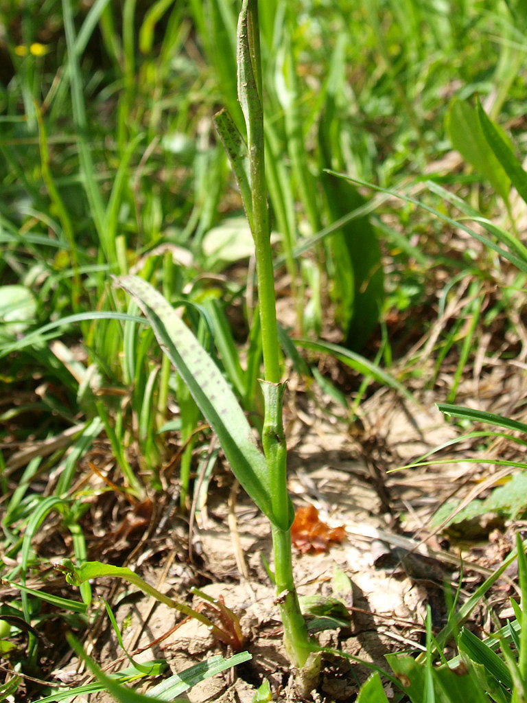 Dactylorhiza traunsteineri / Orchide di Traunsteiner